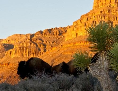 Bison grazing below the red cliffs in late afternoon light