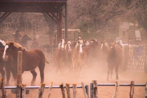 Ranch horses moving through raised dust inside the corral